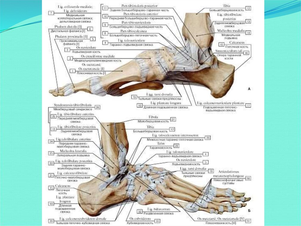 Строение стопы ноги человека фото с описанием костей и связок