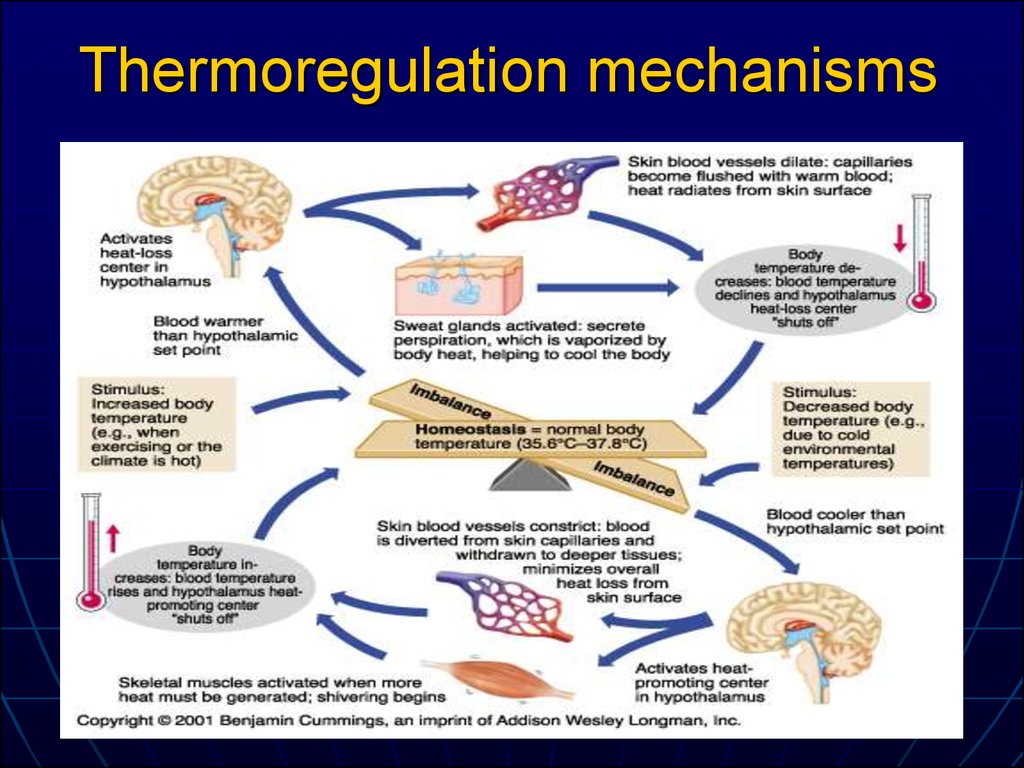 thermoregulation-pathology-lecture-6