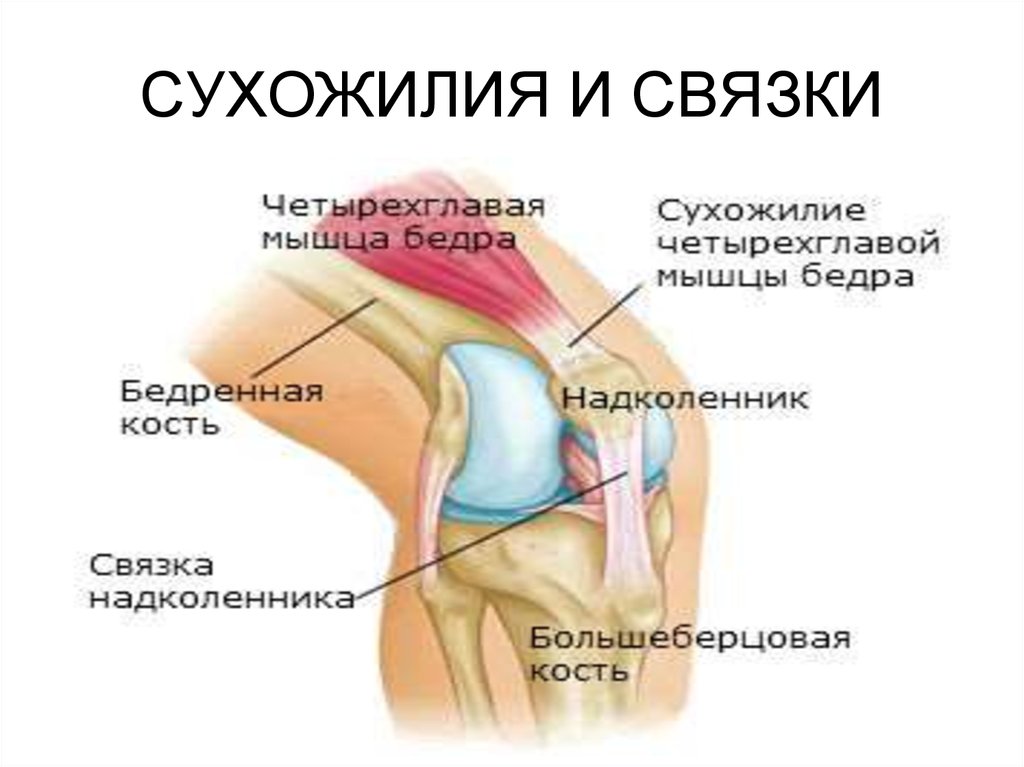 Сухожилия человека картинка