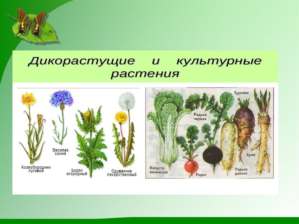 Дикорастущие и культурные растения картинки