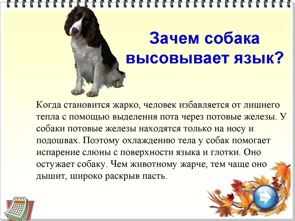 Почему собаки высовывают язык в жаркую погоду как проверить эту гипотезу Почему собаки высовывают язык в жаркую погоду как проверить эту гипотезу