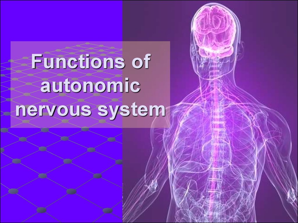 Functions of autonomic nervous system - презентация онлайн