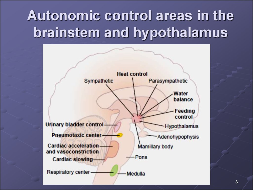 Functions of autonomic nervous system - презентация онлайн