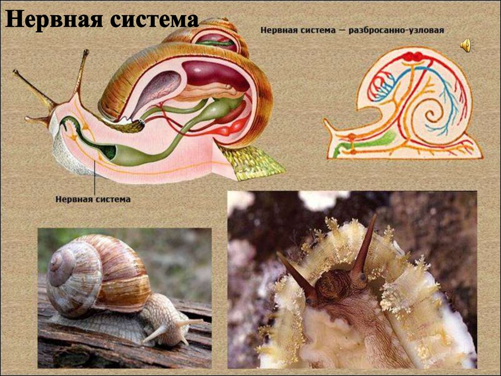 Схема строения нервной системы моллюсков