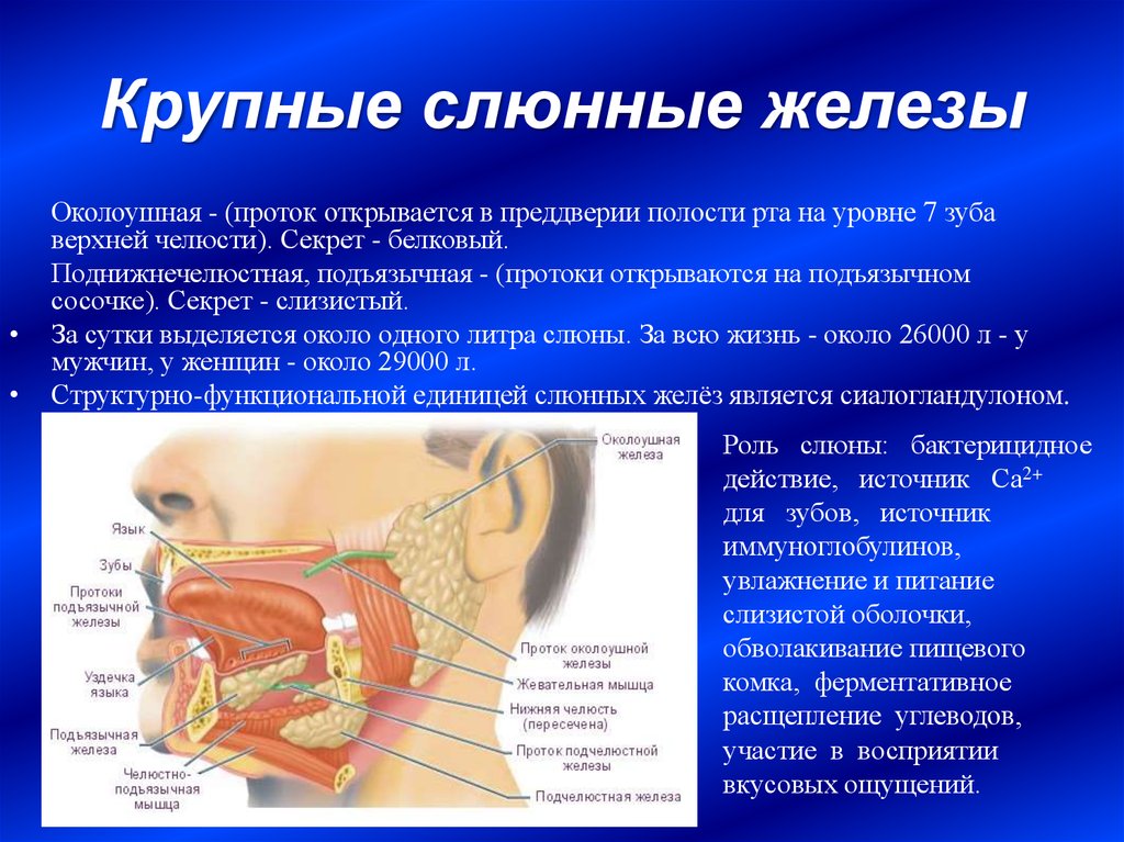 Слюнные железы картинка