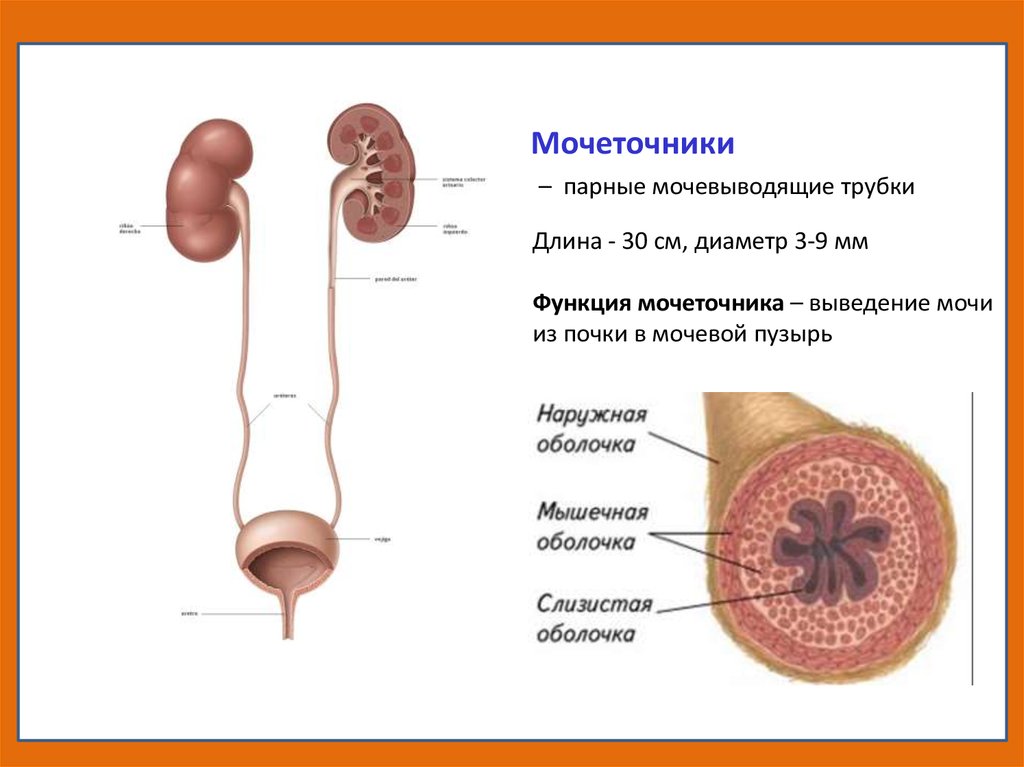 Рассмотрите схему мочевыделительной системы и опишите строение и функции почек мочеточников