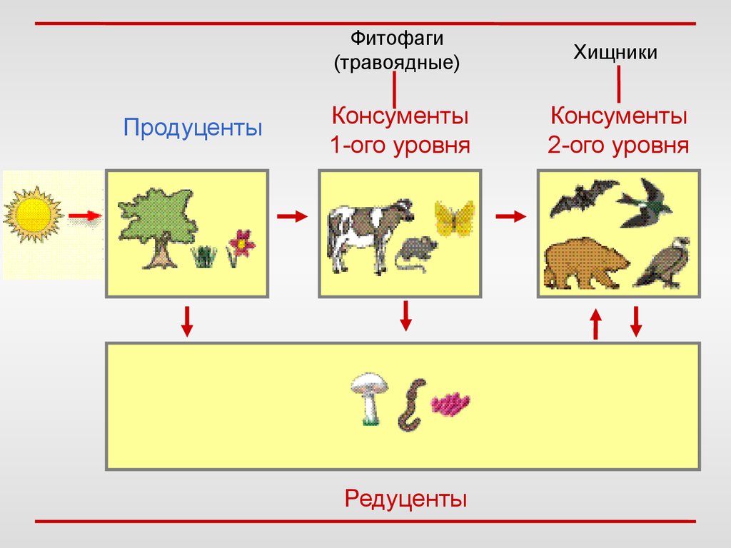 buy lexical functional