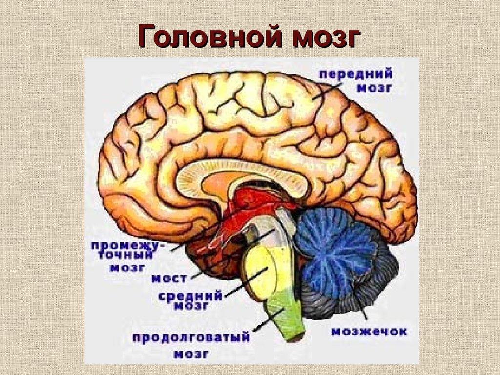 Схема мозга млекопитающих