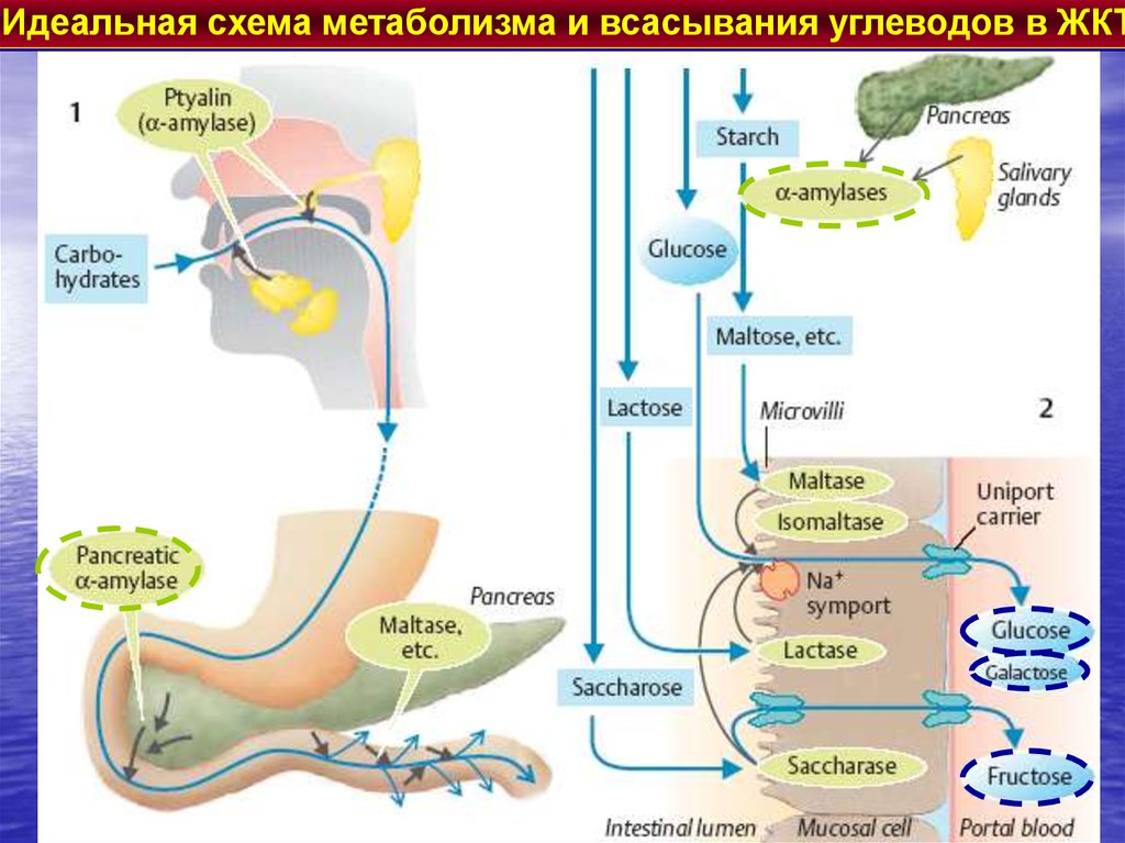 Какой фермент требуется в большом количестве для переваривания изображенного на рисунке продукта