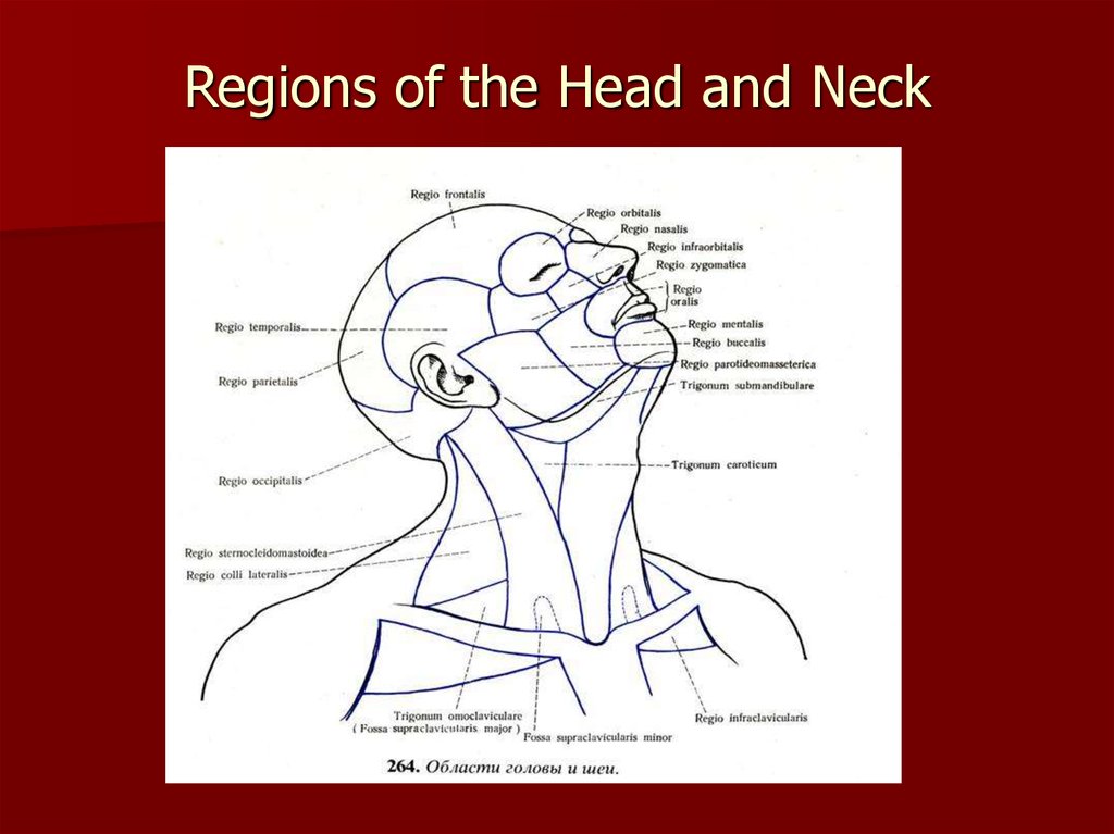 Introduction in topographic anatomy and operative surgery - презентация