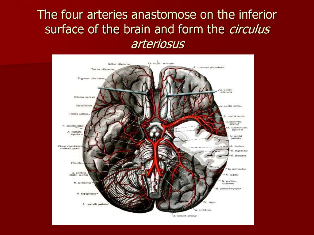 Introduction in topographic anatomy and operative surgery - презентация