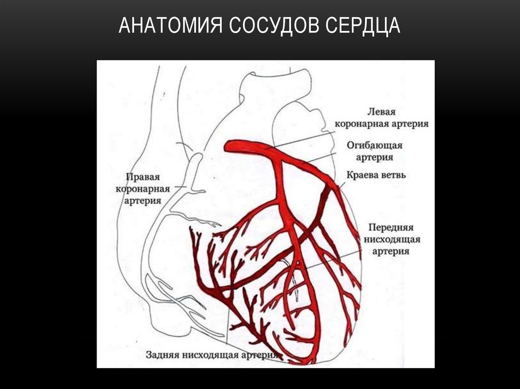 Коронарные артерии картинки