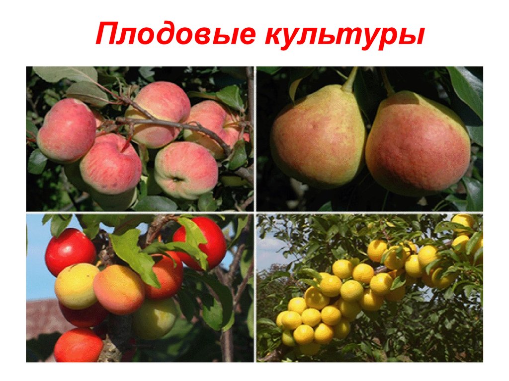 Где Купить Саженцы Плодовых Деревьев В Новосибирске