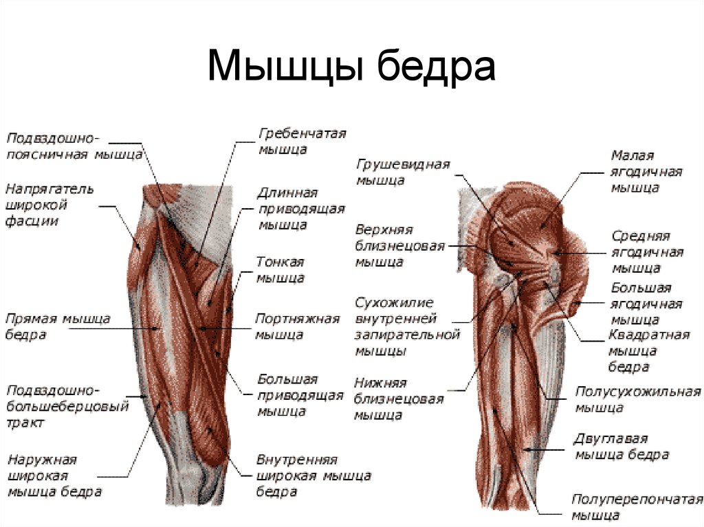 Где бедро у человека на картинке