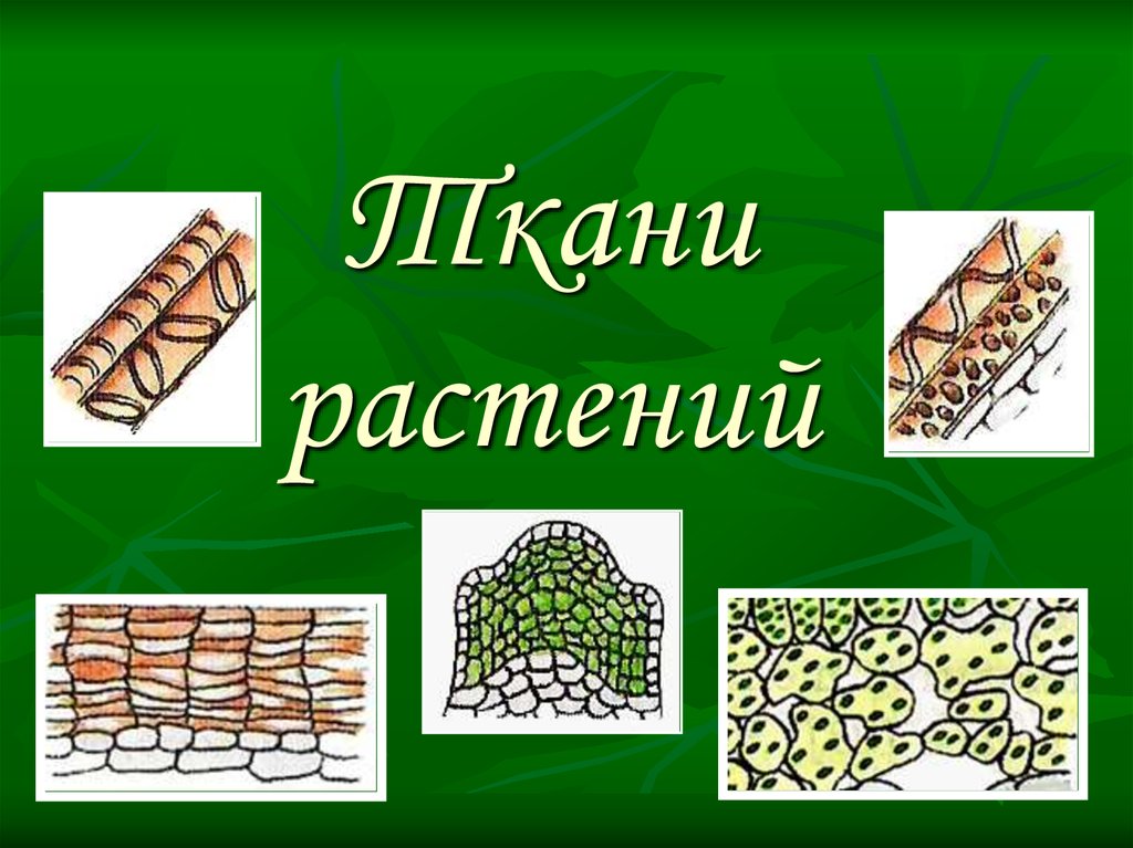 Ткани растений картинки