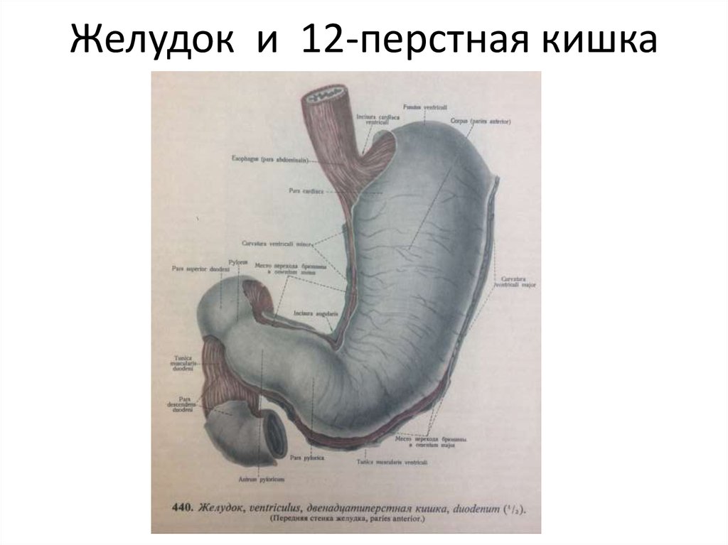 Луковица 12 перстной кишки где находится рисунок