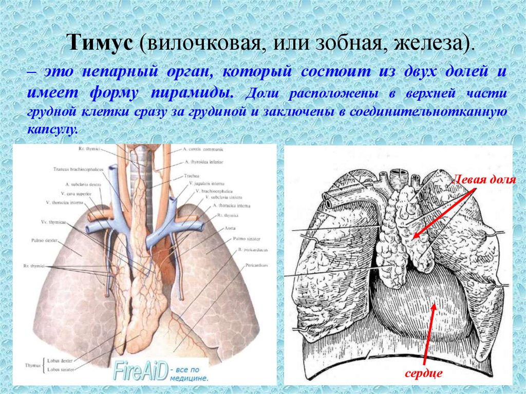 Картинки тимус вилочковая железа