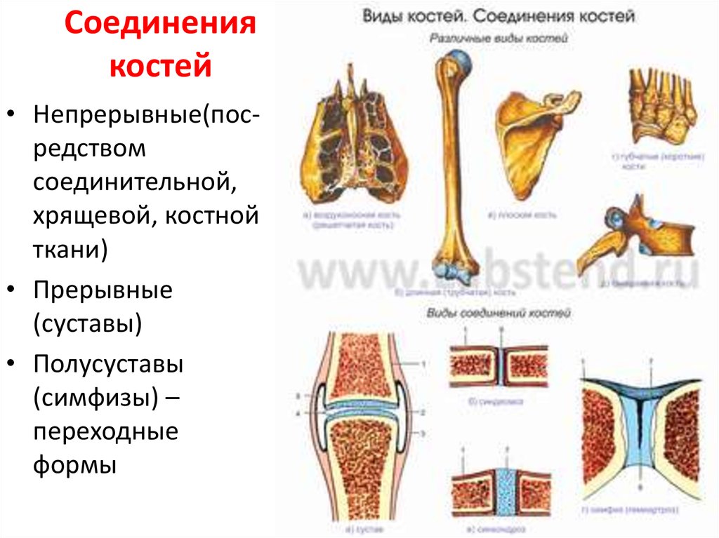 Составьте схему иллюстрирующую виды соединений костей