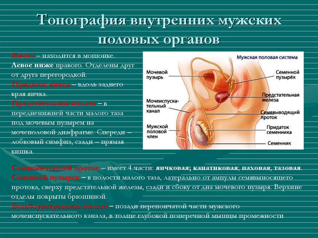 Общий план строения мужской половой системы