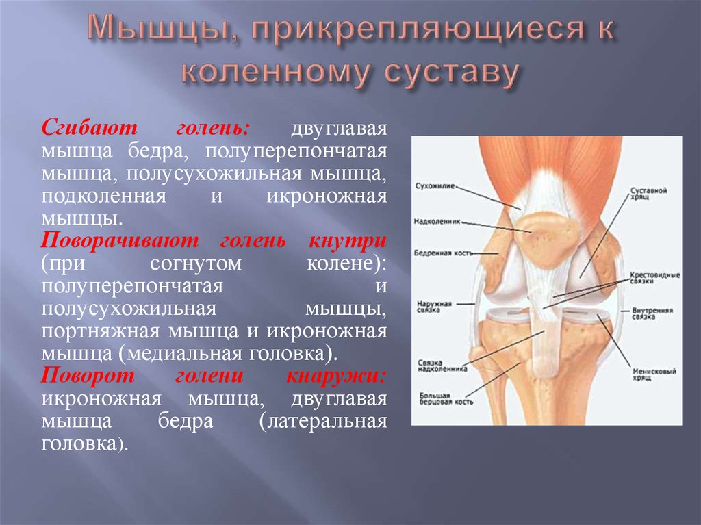 Колено строение связок и мышц фото с описанием