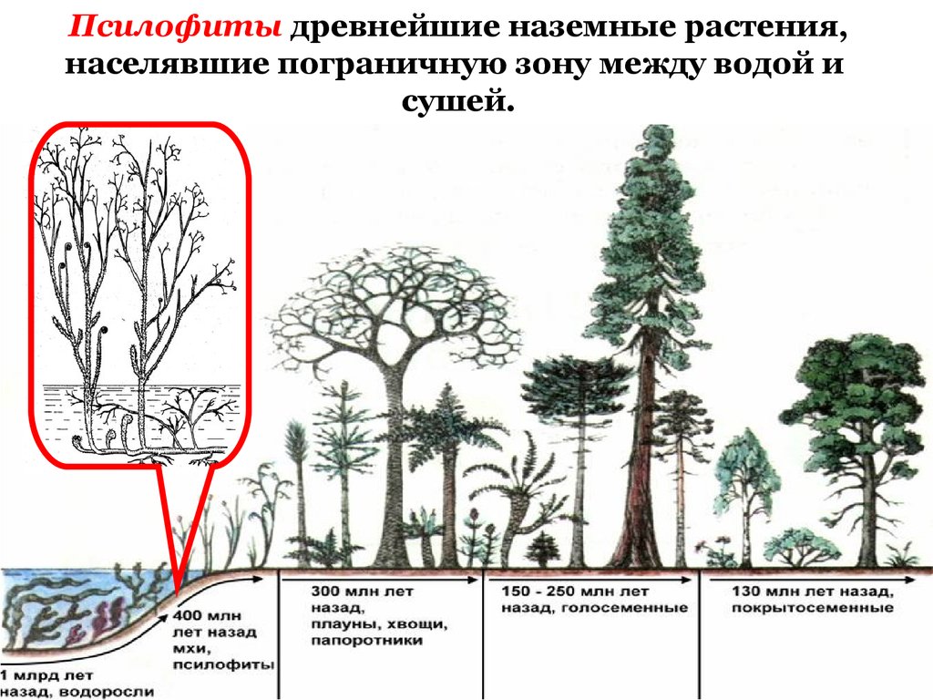 На рисунке изображена реконструкция первых примитивных растений освоивших сушу псилофитов 390