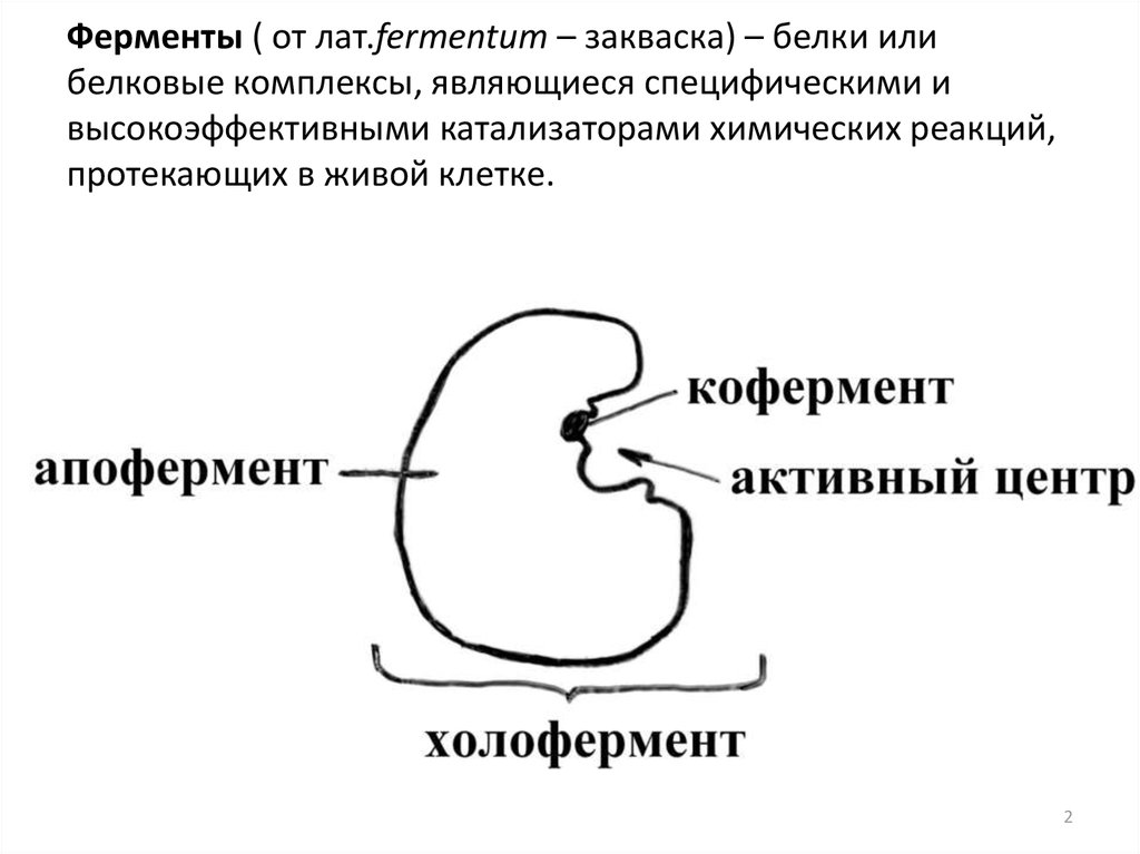 Строение фермента схема