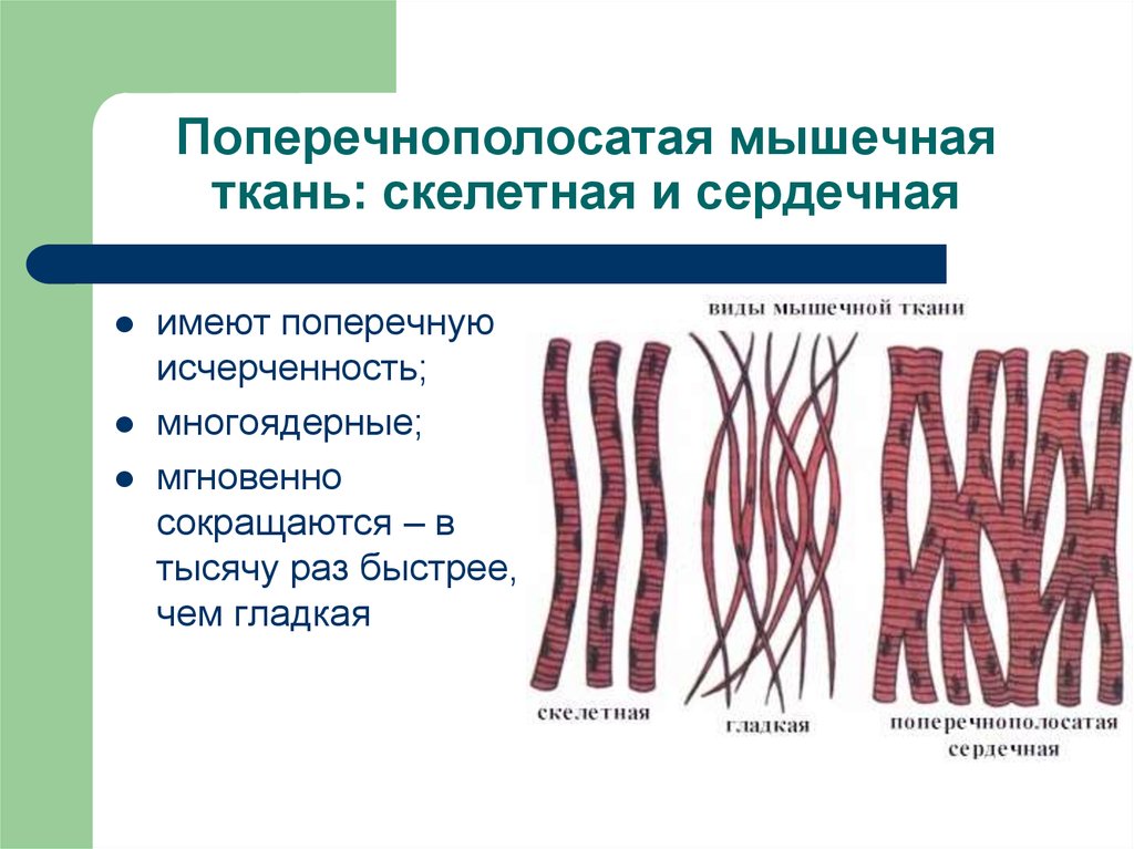 Назовите виды мышечной ткани изображенные на рисунке 3 напишите их названия