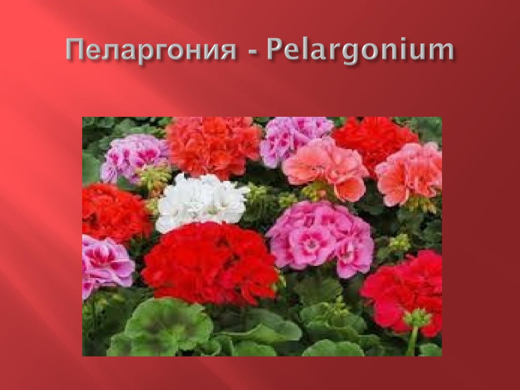 Пеларгония - Pelargonium