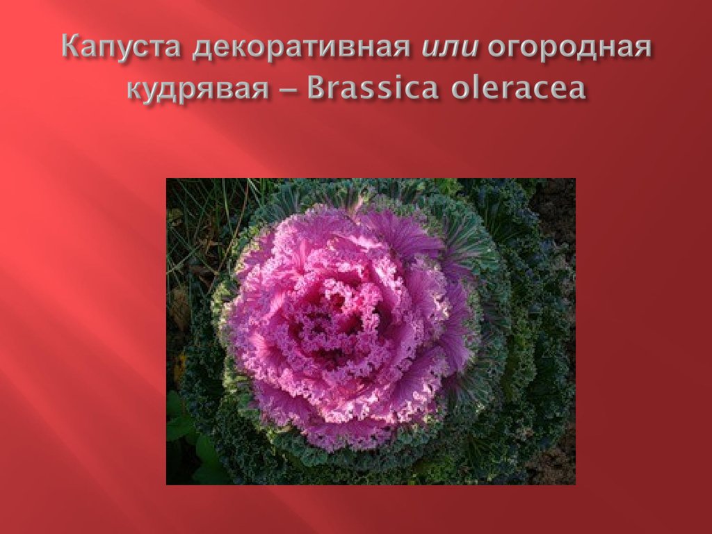 Капуста декоративная или огородная кудрявая – Brassica oleracea