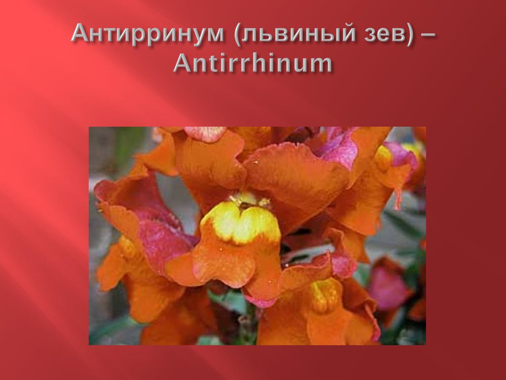 Антирринум (львиный зев) – Antirrhinum