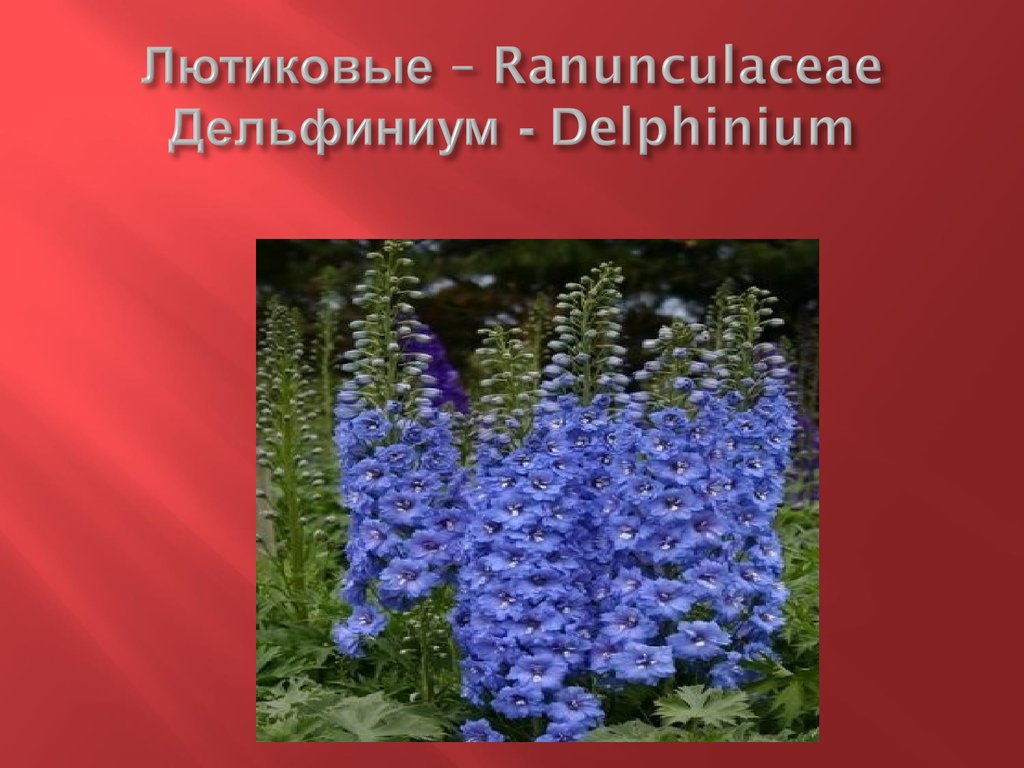 Лютиковые – Ranunculaceae Дельфиниум - Delphinium