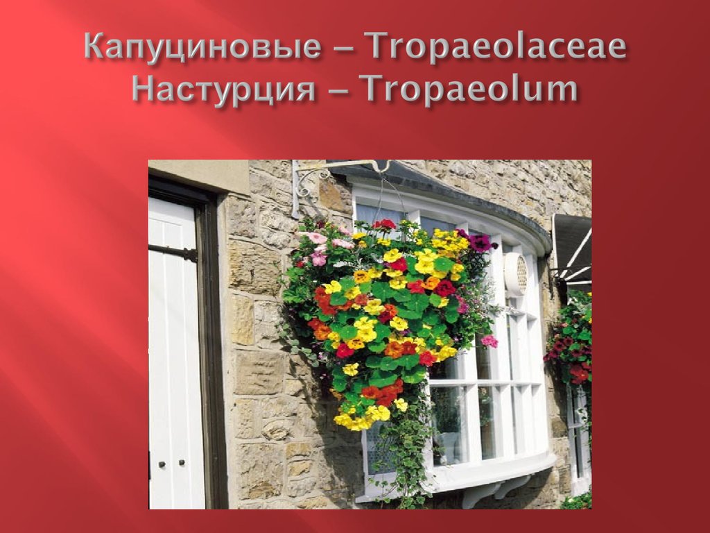 Капуциновые – Tropaeolaceae Настурция – Tropaeolum