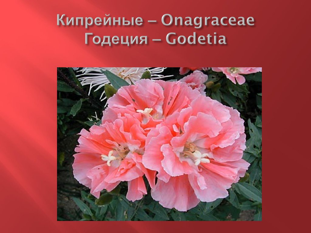 Кипрейные – Onagraceae Годеция – Godetia