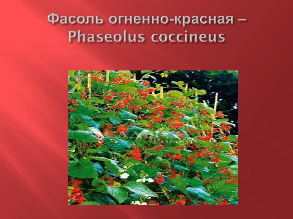 Фасоль огненно-красная – Phaseolus coccineus