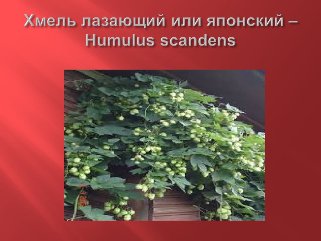 Хмель лазающий или японский – Humulus scandens