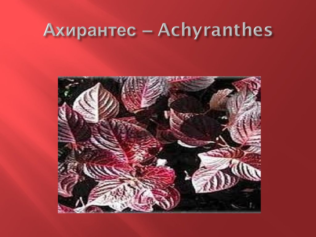 Ахирантес – Achyranthes
