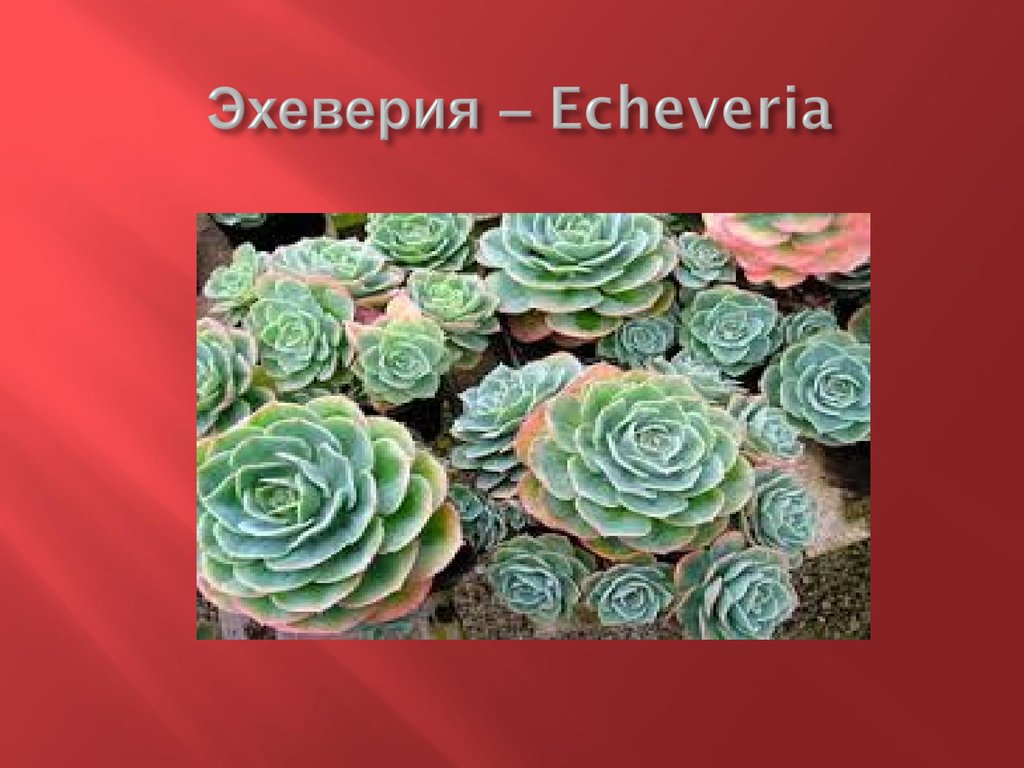 Эхеверия – Echeveria
