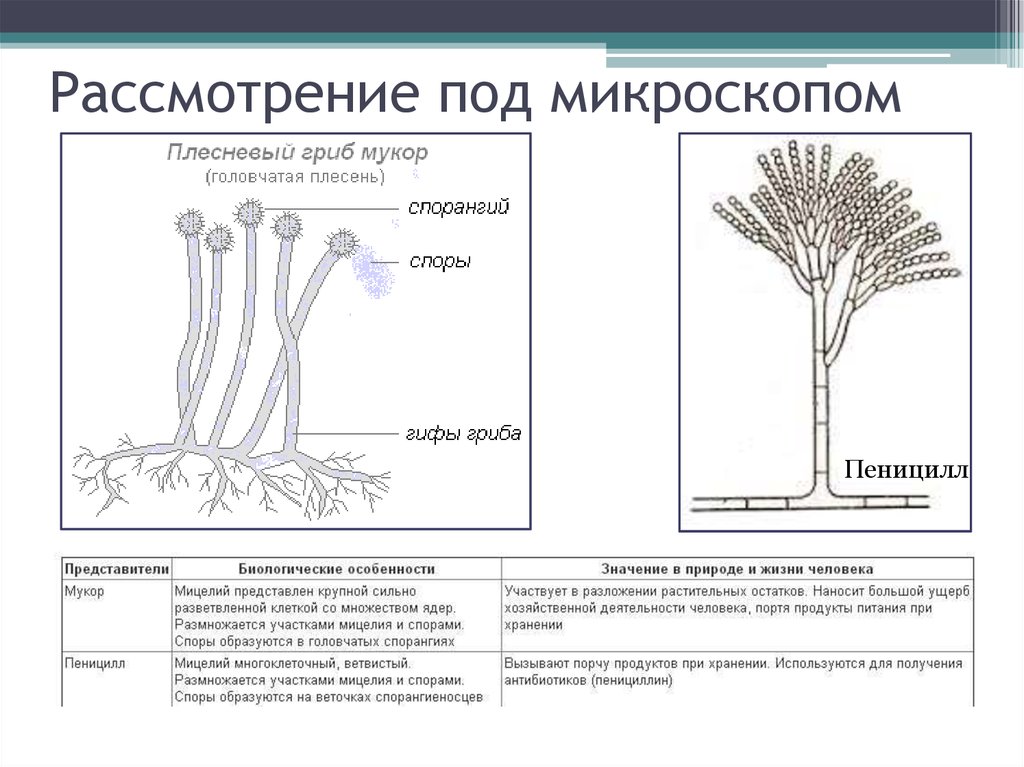 Плесневые грибы схема