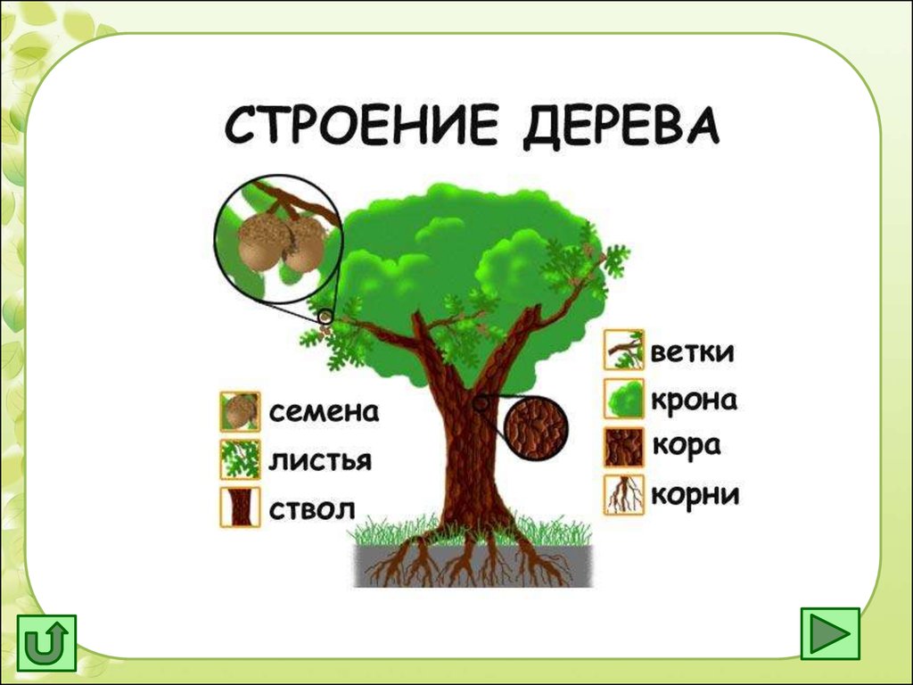 Презентация Деревья Для Дошкольников
