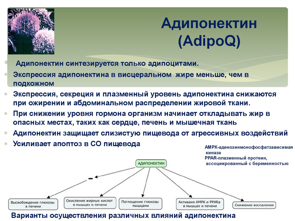 Гастроэзофагеальный рефлюкс (ГЭРБ) - презентация онлайн