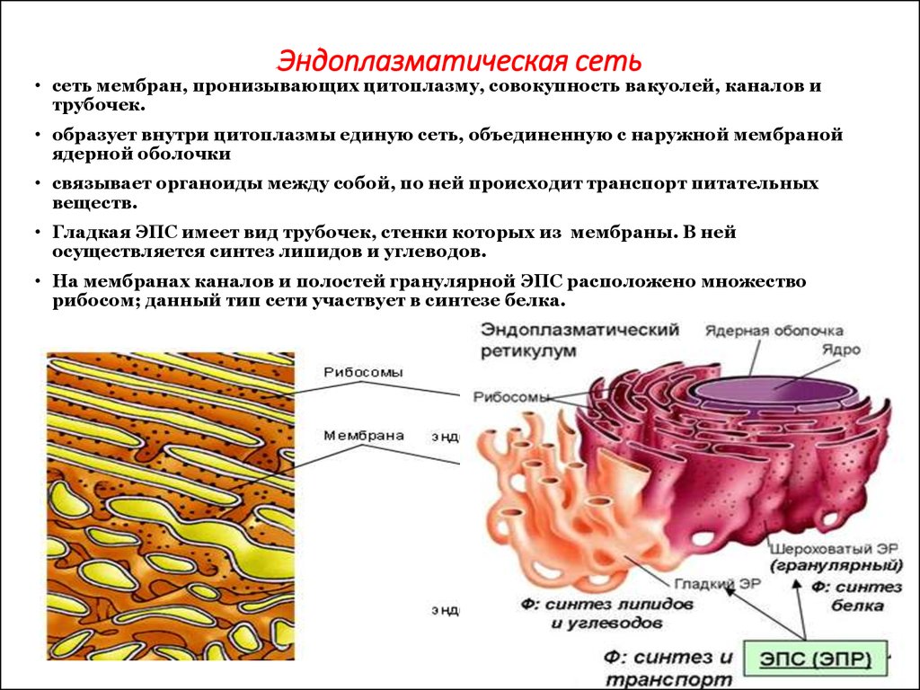 Dolphin sperm endoplasmic membrane systeme