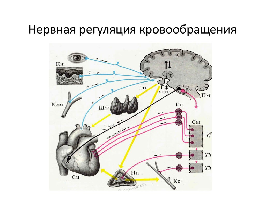 download Handbook of Medical