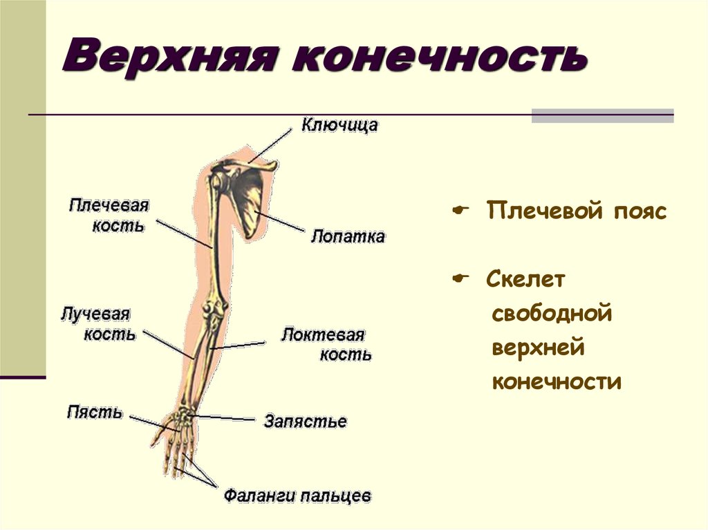 Кости верхней конечности анатомия презентация