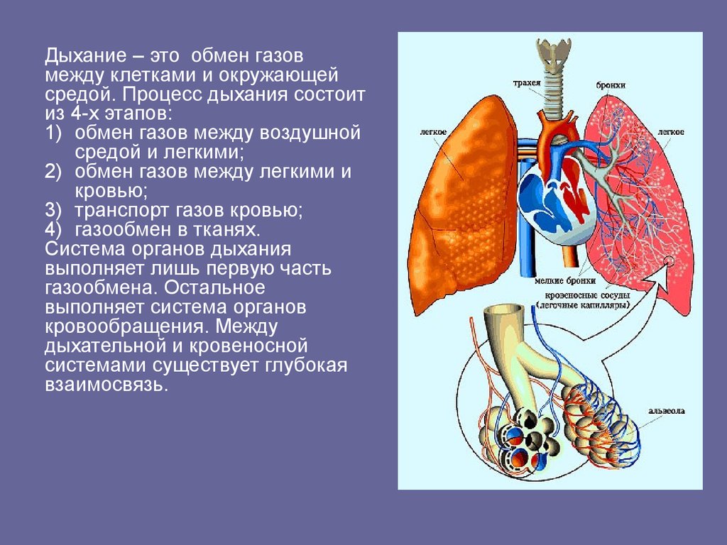 Дыхательная система человека презентация