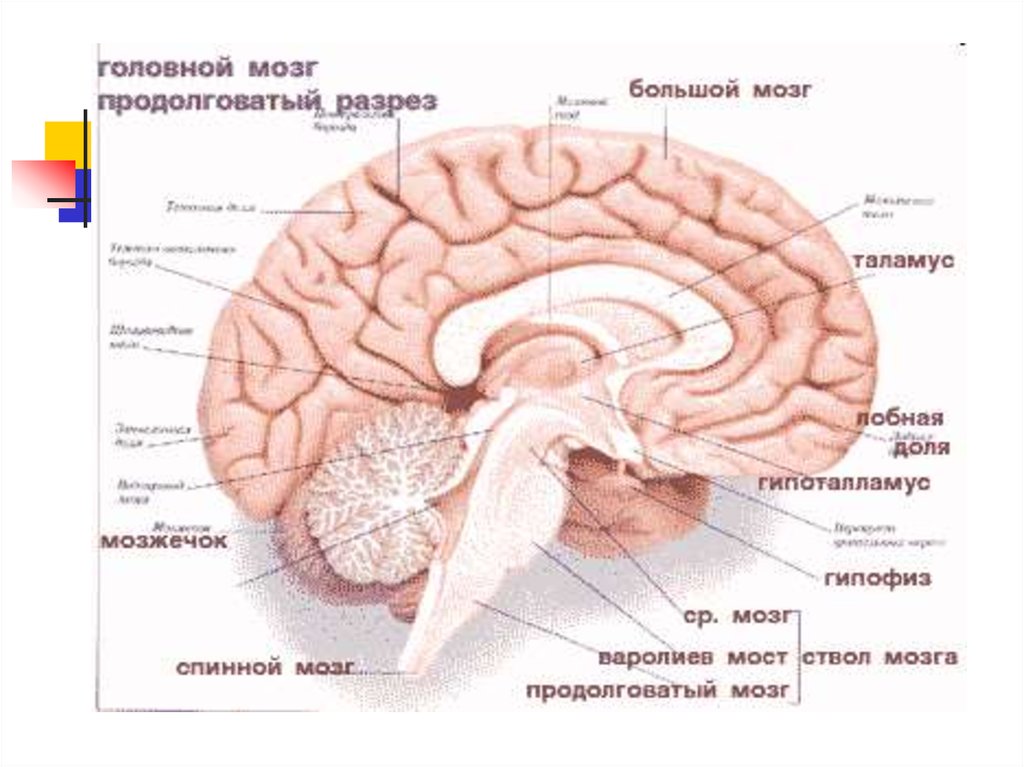 Общий план строения мозга в сагиттальном разрезе