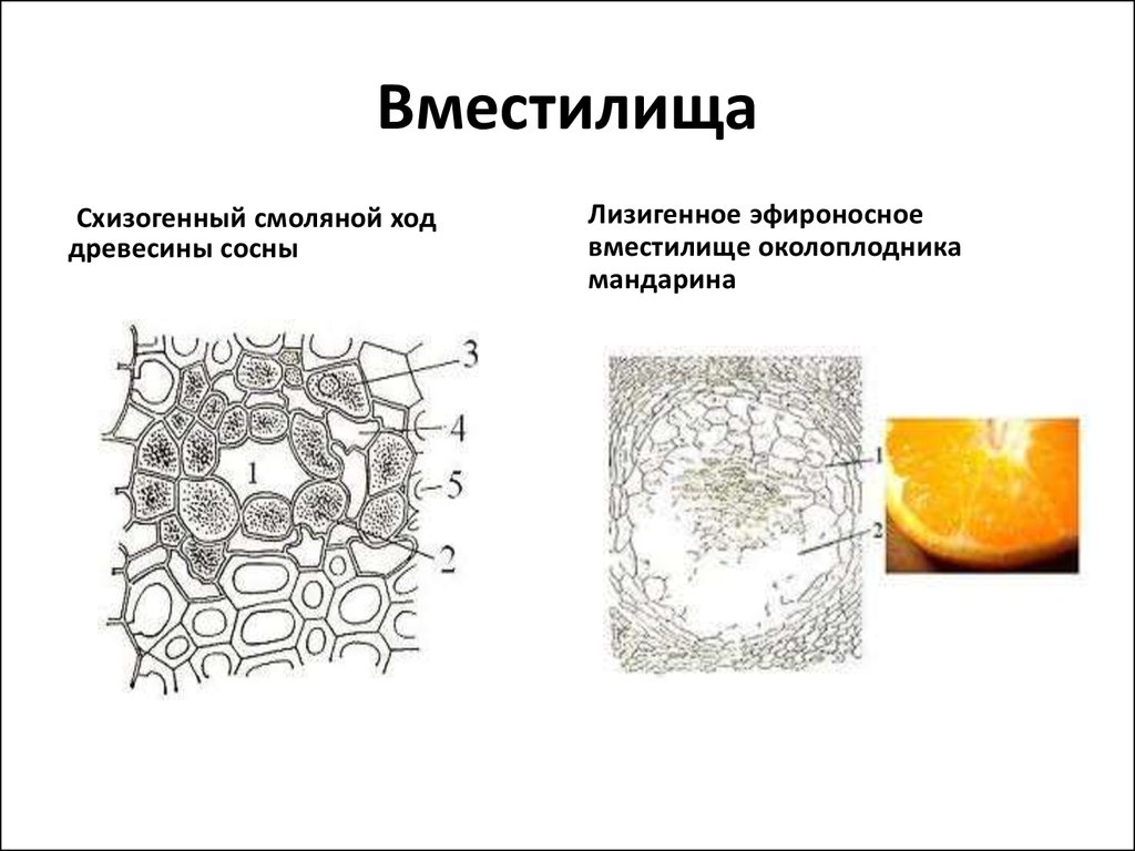 Выделительная ткань растений рисунок