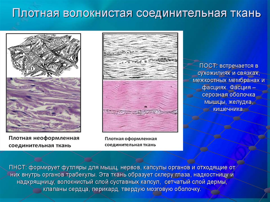 Волокнистая соединительная ткань картинки