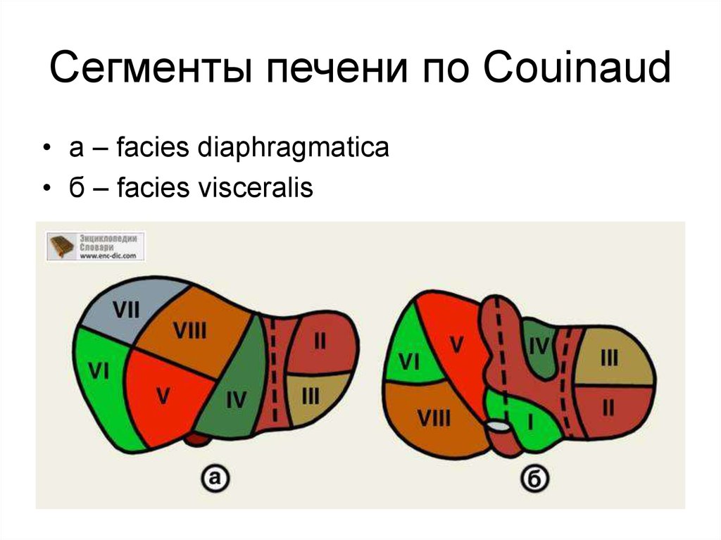 Сегменты печени картинки