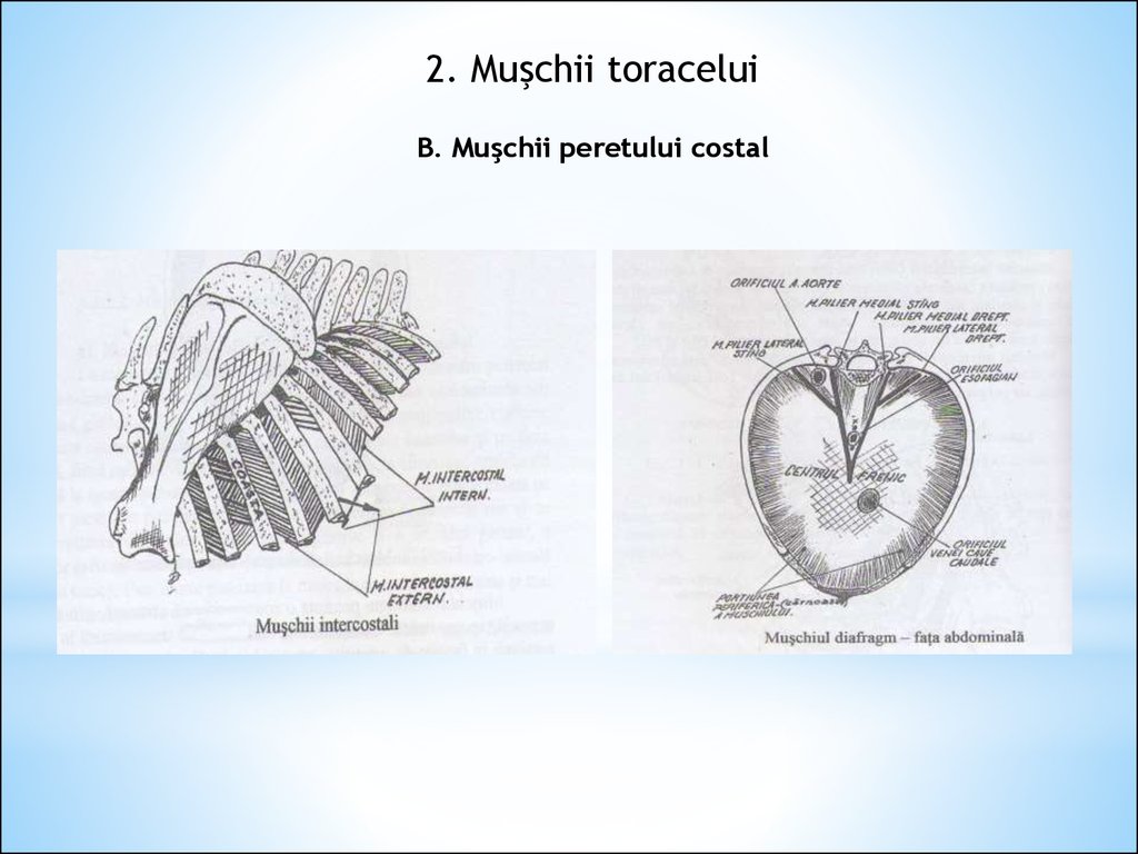 Mușchii Gîtului și Trunchiului Online Presentation