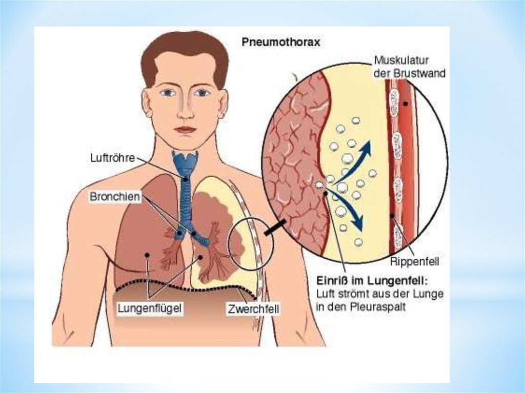 online the mitotic spindle methods and